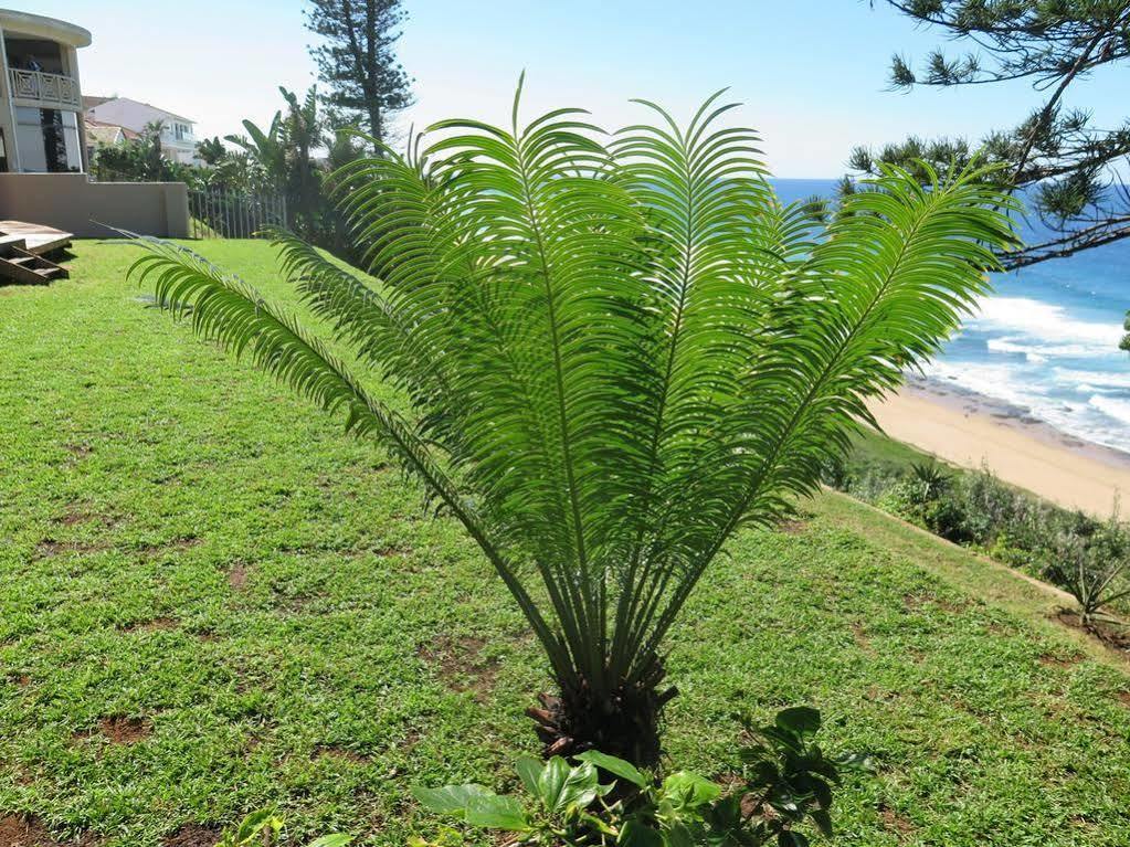 The Tides Inn Bed And Breakfast Durban Exteriör bild